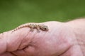 Gecko on a mans hand Royalty Free Stock Photo