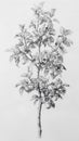 Black and White Pencil Drawing of an Apple Tree with Fruit Royalty Free Stock Photo