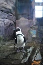 A black and white penguin standing on rock