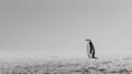 Black and white penguin standing on snow-covered terrain with a plain gradient background and minimalistic setting Royalty Free Stock Photo