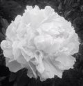 Black and white peony flower Royalty Free Stock Photo