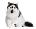 Black and white Persian cat sitting Royalty Free Stock Photo