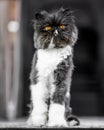 Black and white Persian cat sitting up straight on a rug looking at the camera Royalty Free Stock Photo