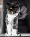 Black and white Persian cat standing up straight on a rug looking at the camera Royalty Free Stock Photo