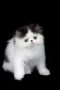 Black and White Persian kitten Royalty Free Stock Photo