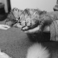 Black and white Persian kitten in hands playing Royalty Free Stock Photo