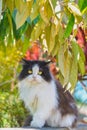 Black and white persian long hair cat sitting on wall in garden with green leaves background Royalty Free Stock Photo