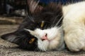 Black and white pet cat lying on the ground Royalty Free Stock Photo