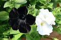 Black and White Petunia