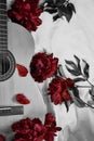 A black and white photo of  acoustic wooden guitar lies on a white sheet surrounded by red peonies Royalty Free Stock Photo