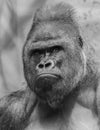 adult male of Western Lowland Gorilla Royalty Free Stock Photo