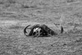 A black and white photo of an African buffalo head, buffalo skull on the ground in Masai Mara