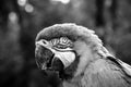 Black and white photo, Arara-canindÃÂ©, close-up of a typical bird from Brazil. Elderly, over forty years old