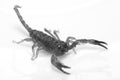 Black and white photo of Asian Forest Scorpion Heterometrus petersii