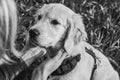 Black and white photo of an attentive and curious Golden Retriever puppy