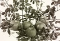 Black and white photo. Autumn. Apples. Autumn composition consisting of apples and leaves
