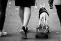 Black and white photo from back of man with dog on skateboard . Royalty Free Stock Photo