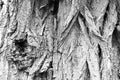 Black and white photo. The bark of an old tree in the forest, background. Royalty Free Stock Photo