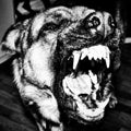 black and white photo of a barking dog close-up.