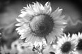 Black and white photo of Beautiful blooming sunflower on a background field of sunflowers.Sunflowers have abundant health benefits Royalty Free Stock Photo