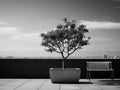 black and white photo of a bench and a tree