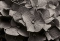 Black and white photo of bigleaf hydrangea, Hydrangea macrophylla Royalty Free Stock Photo