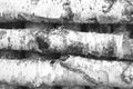 Black and white photo of birch logs Royalty Free Stock Photo