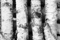 Black and white photo of birch logs Royalty Free Stock Photo