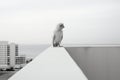 a black and white photo of a bird on a ledge Royalty Free Stock Photo