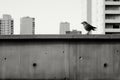 a black and white photo of a bird on a ledge Royalty Free Stock Photo