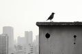 a black and white photo of a bird perched on the edge of a building Royalty Free Stock Photo