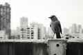 a black and white photo of a bird perched on a ledge Royalty Free Stock Photo