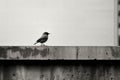 a black and white photo of a bird sitting on a ledge Royalty Free Stock Photo