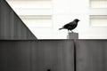 a black and white photo of a bird sitting on a ledge Royalty Free Stock Photo