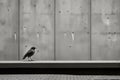 a black and white photo of a bird sitting on a ledge Royalty Free Stock Photo