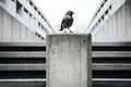 a black and white photo of a bird standing on top of a concrete pillar