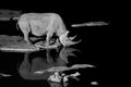 Black and white photo of black rhinoceros, Diceros bicornis, drinking from the waterhole in night. Side view. Rhino is reflected Royalty Free Stock Photo