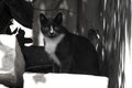 Black and white photo of a black and white cat Royalty Free Stock Photo