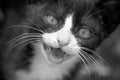 Black and white photo of black and white young cat Royalty Free Stock Photo