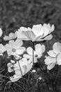 Black and white photo of a blooming garden cosmos Cosmos bipinnatus flowers on a meadow Royalty Free Stock Photo