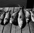 Big Bluefish on the Dock