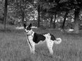 Black and white Border Collie in the woods