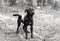 Black and White photo of Boxer Pitbull mixed breed puppy