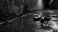 A black and white photo of bullets laying on the ground Royalty Free Stock Photo