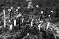 Black and white photo of burnt wooden matches. Not sprouted trees. Many failed attempts