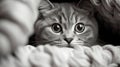 Close-up Portrait Of A Cute Cat Peeking From Under A Blanket