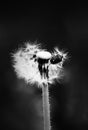 This black and white photo captures a solitary dandelion. A small bug seats on fluff adding to the charm of the picture