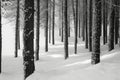 This black and white photo captures the wintry beauty of a forest blanketed in snow, A monochrome representation of a pine forest Royalty Free Stock Photo