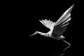 Black and white photo capturing graceful flight of crane. Perfect for nature enthusiasts and bird lovers