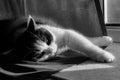 A black and white photo of a black and white cat with big eyes lies on a dark curtain Royalty Free Stock Photo